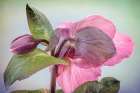Washington State-Seabeck Hellebore blossom and bud Art Print